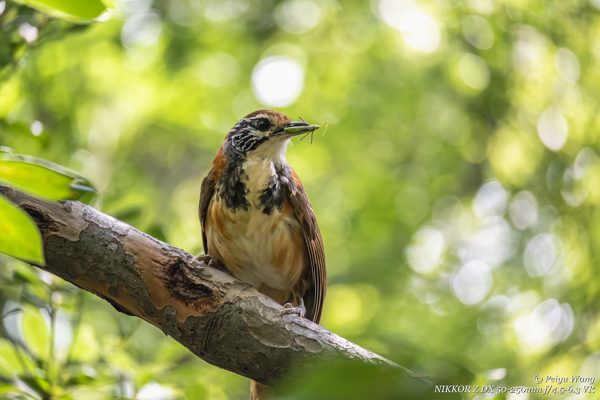 Greater Necklaced Laughingthrush - ML644062169