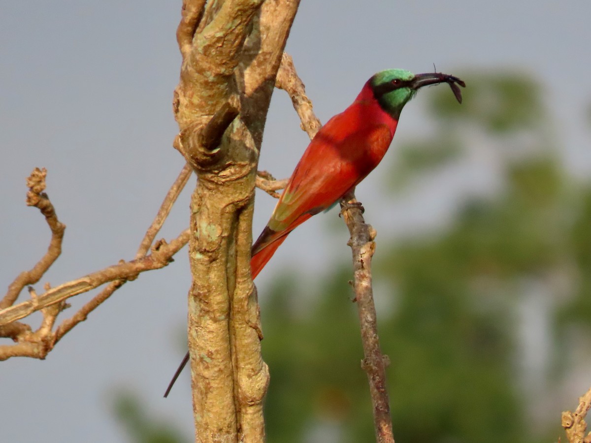 Нубийская щурка - ML644062173