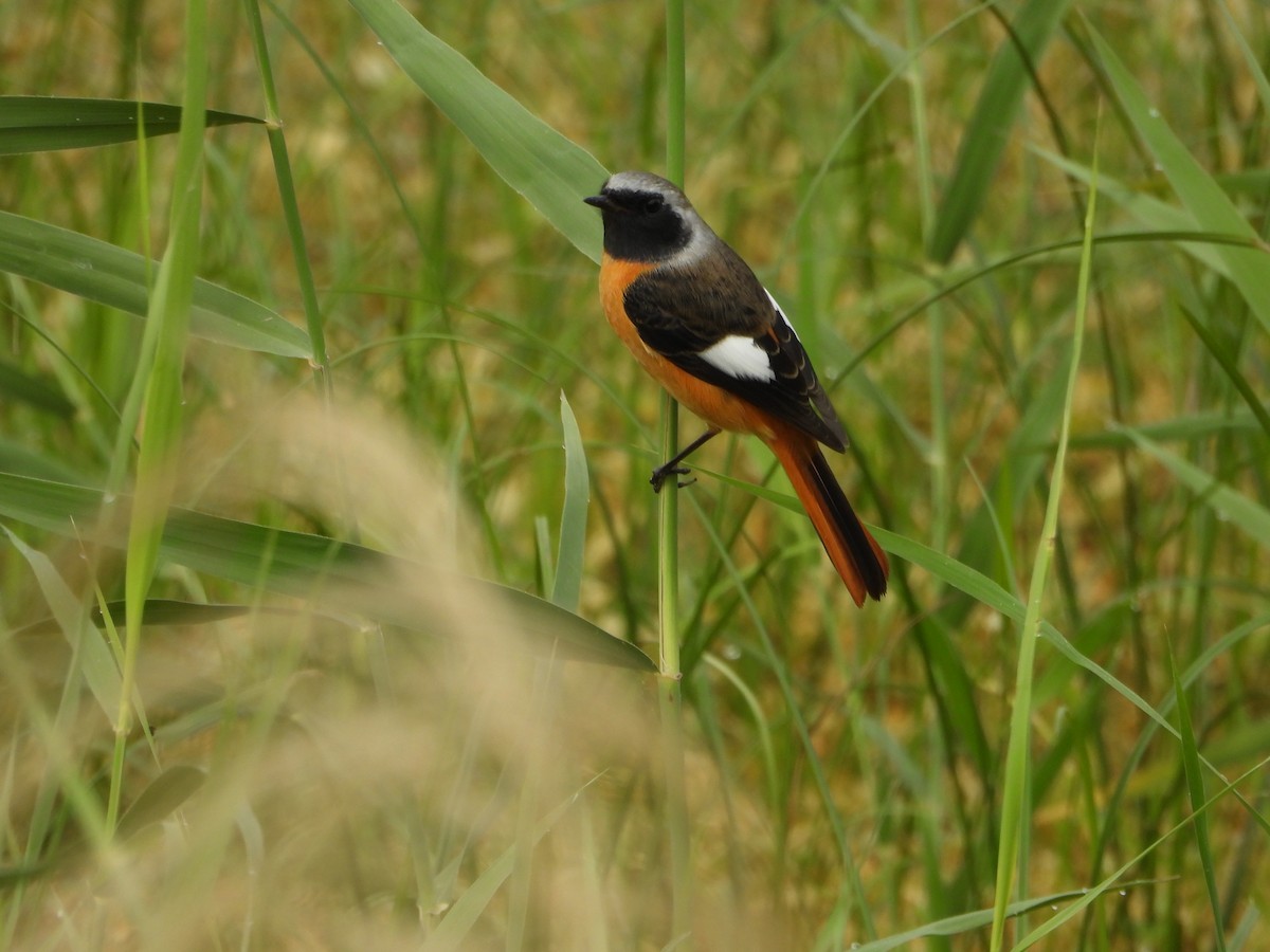 rehek daurský - ML644062174