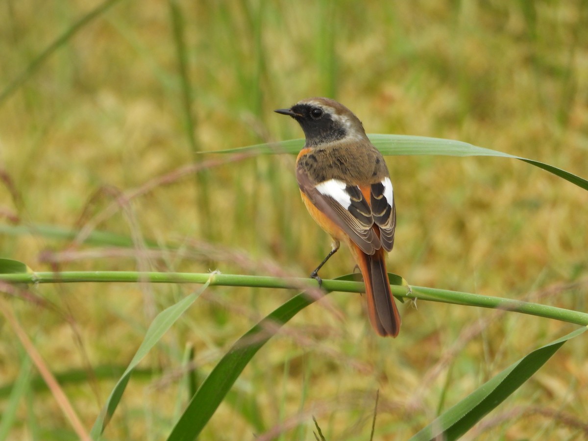 rehek daurský - ML644062175