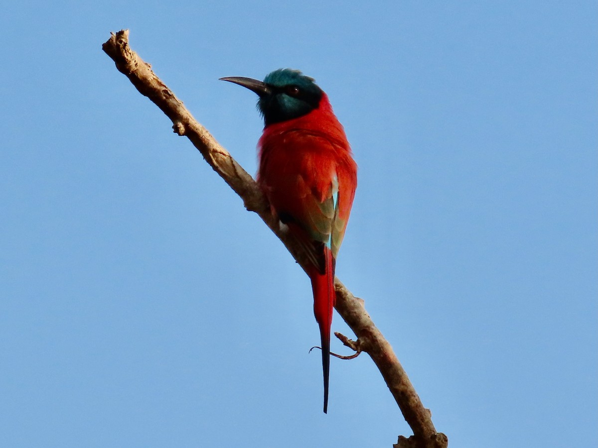 Нубийская щурка - ML644062177