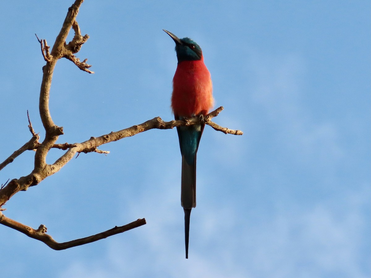 Нубийская щурка - ML644062179