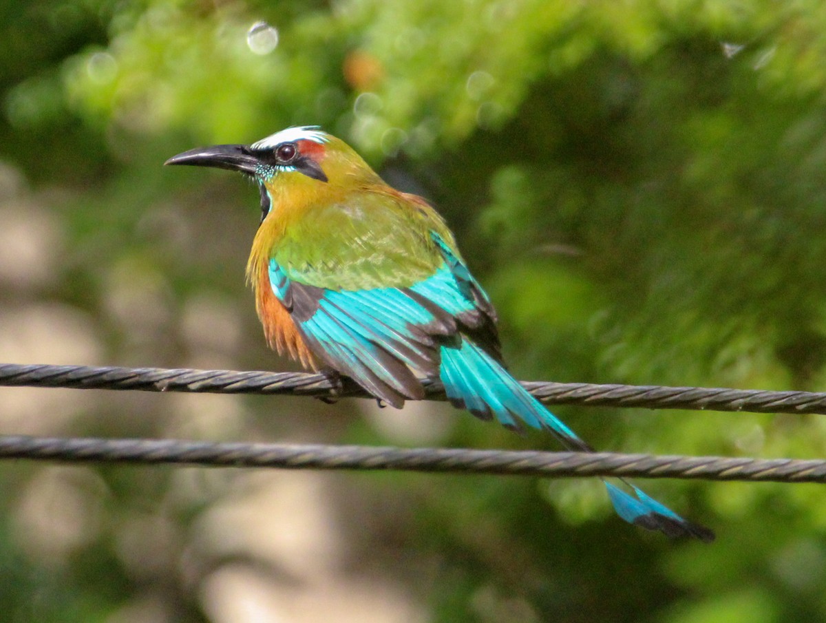 Turquoise-browed Motmot - ML644062180
