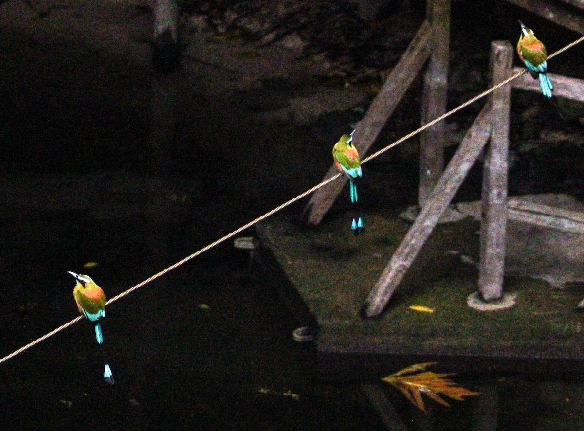 Turquoise-browed Motmot - ML644062181