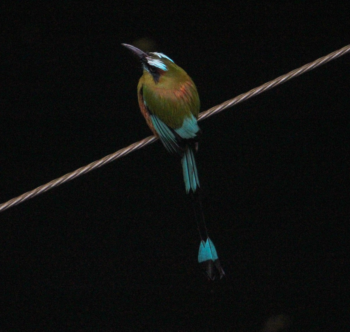 Turquoise-browed Motmot - ML644062182