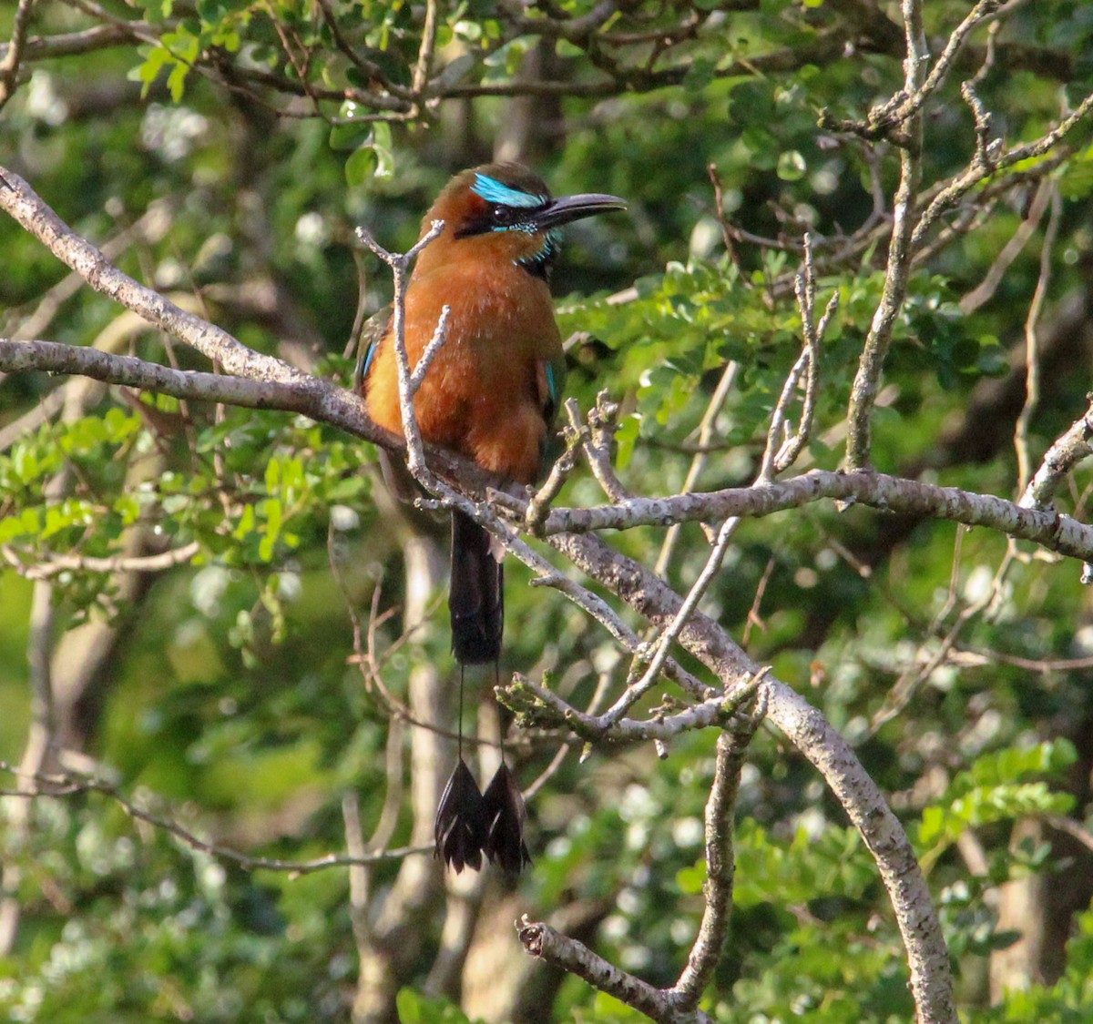 Turquoise-browed Motmot - ML644062183