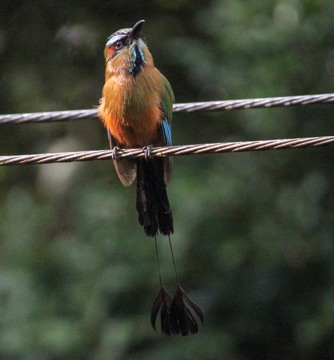 Turquoise-browed Motmot - ML644062184