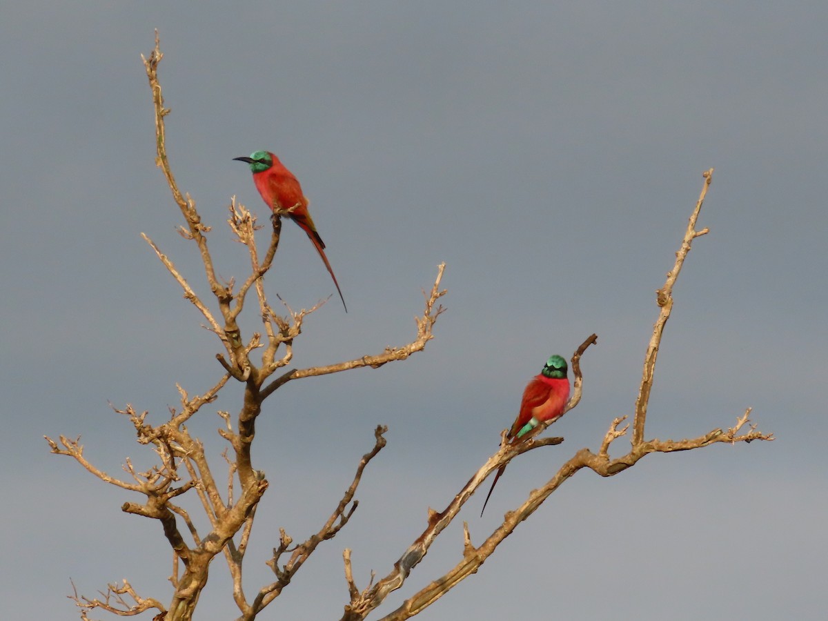 Нубийская щурка - ML644062185