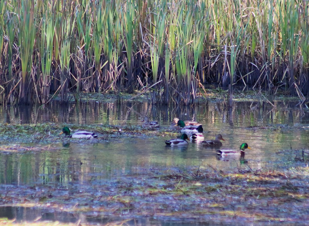 Canard colvert - ML644062186