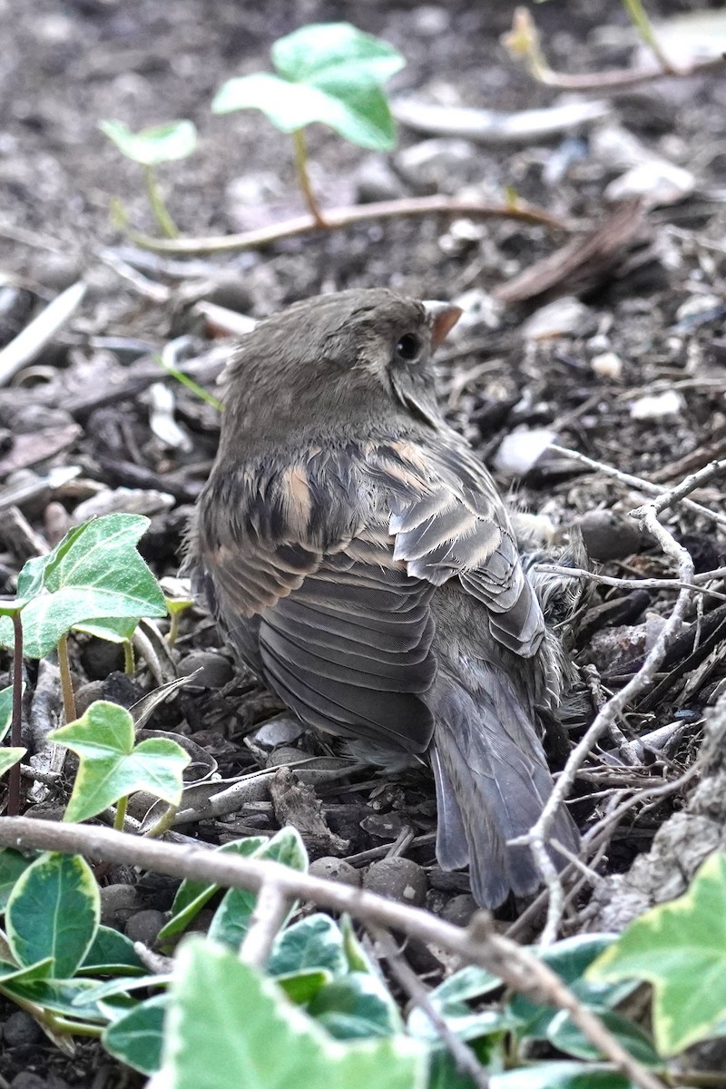 House Sparrow - ML644062200