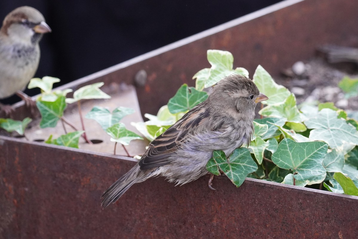 House Sparrow - ML644062201