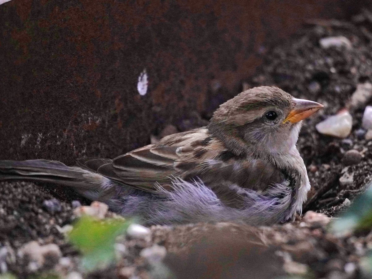 House Sparrow - ML644062202