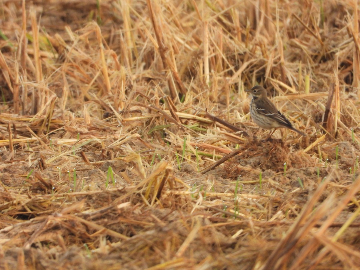linduška japonská - ML644062209