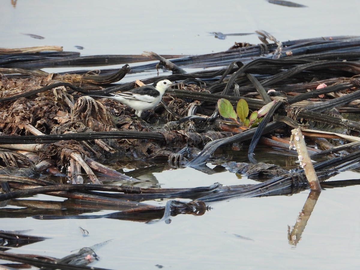konipas bílý (ssp. leucopsis) - ML644062214
