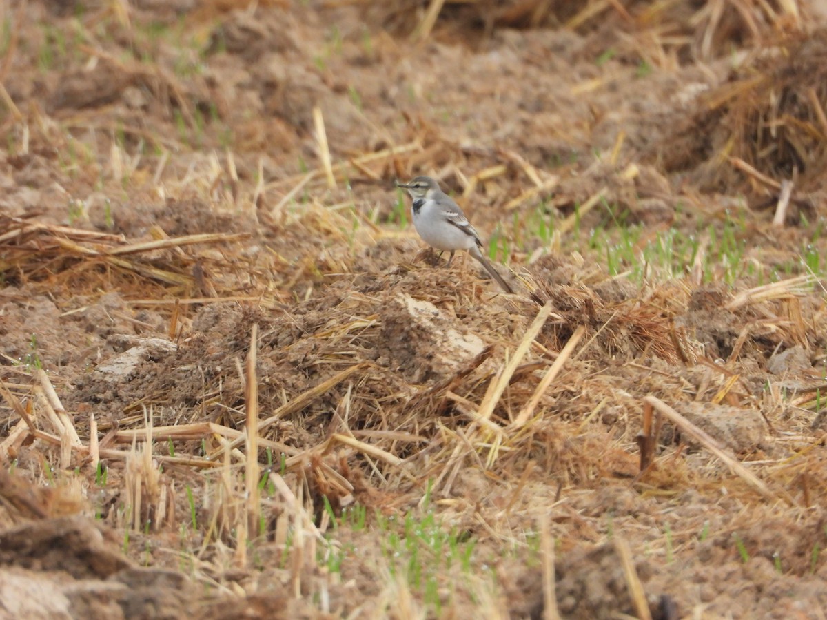 konipas bílý (ssp. ocularis) - ML644062216