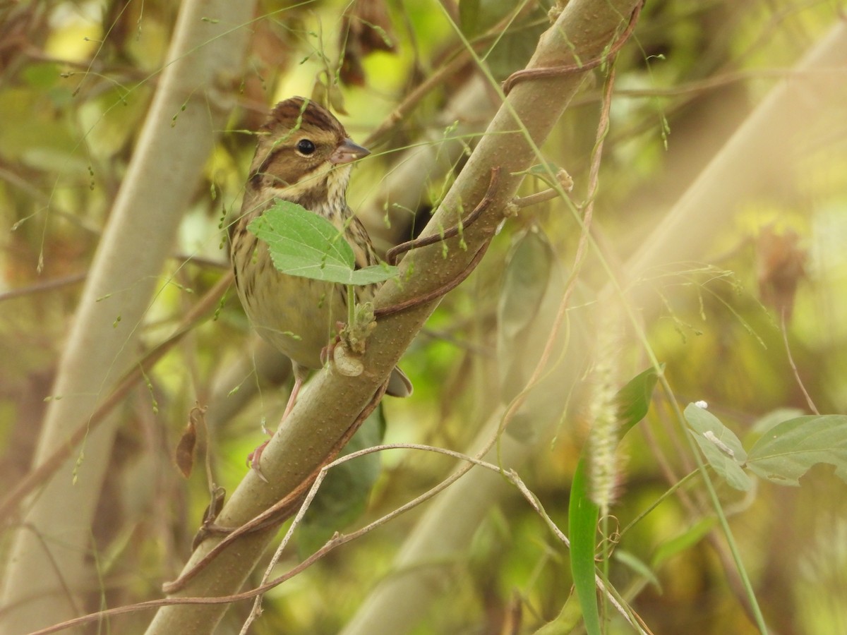 strnad šedokápý - ML644062233