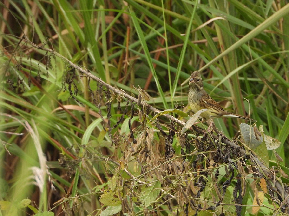 strnad šedokápý - ML644062234