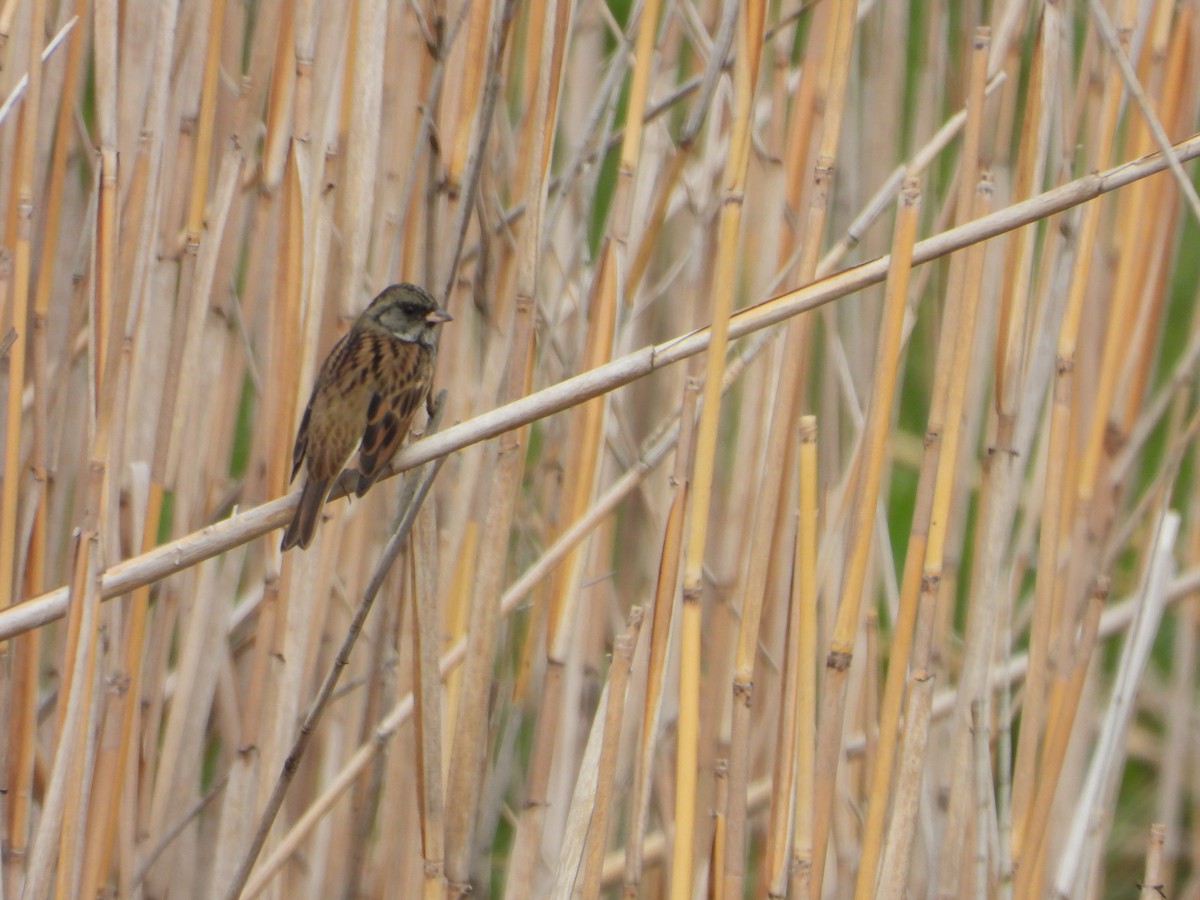 strnad šedokápý - ML644062236