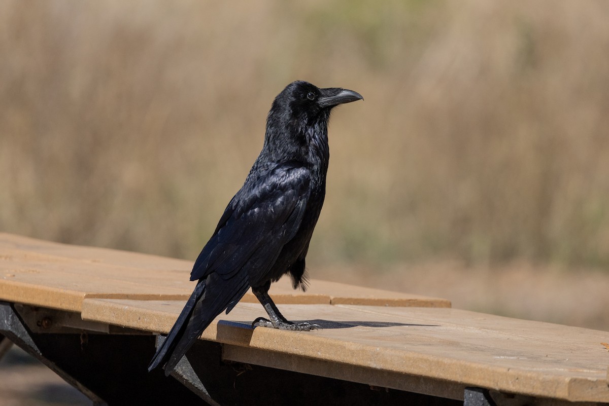 Common Raven - ML644062237