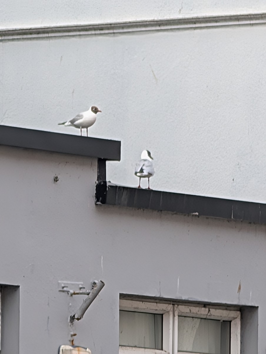 Black-headed Gull - ML644062246