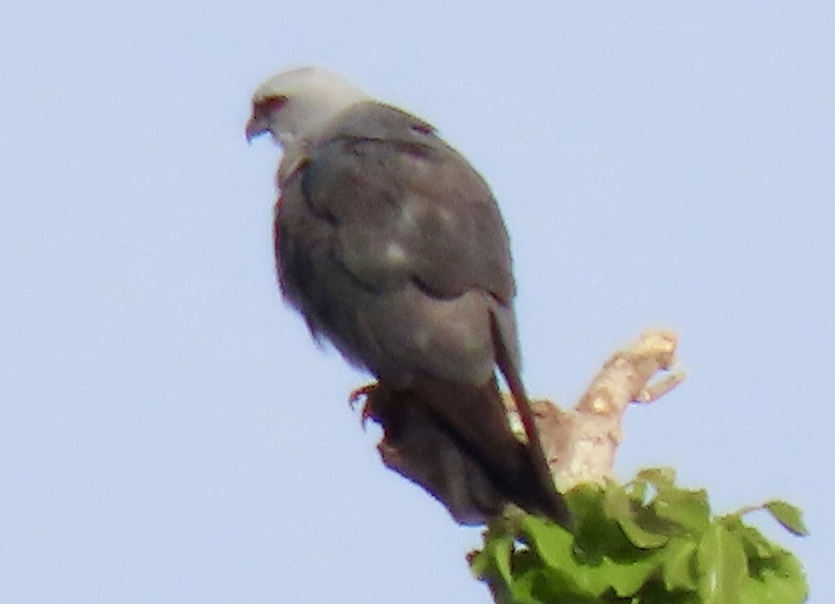 Plumbeous Kite - ML644062257