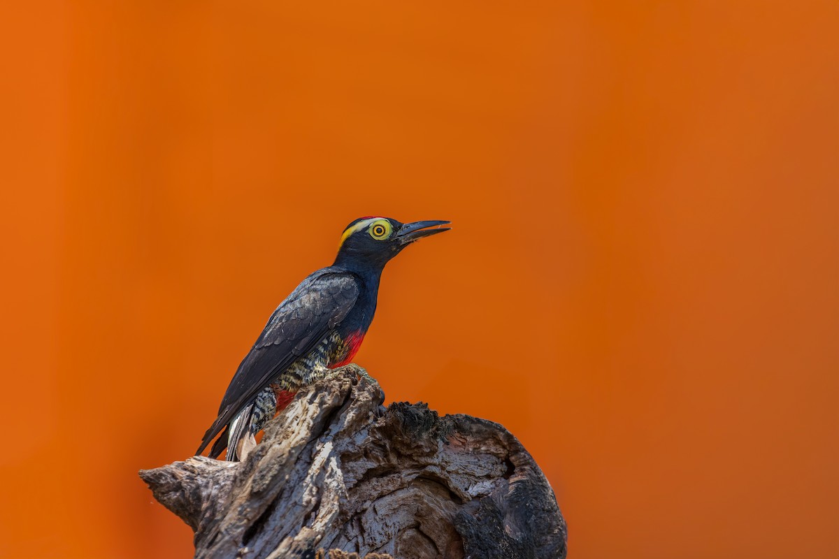 Yellow-tufted Woodpecker - ML644062296