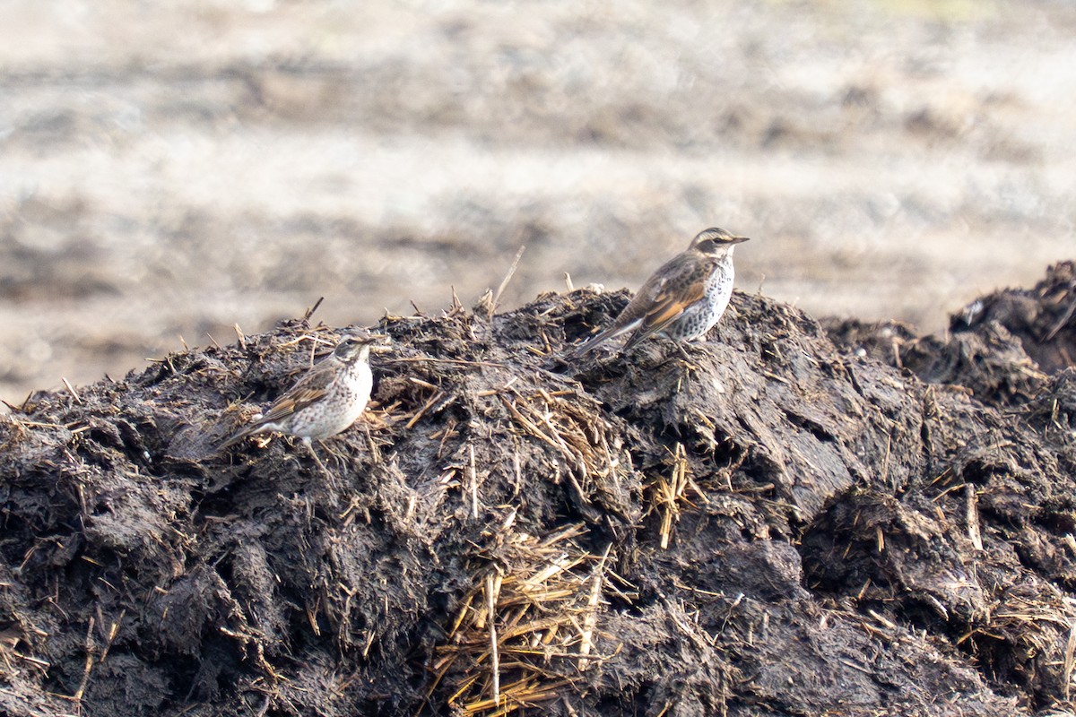 Dusky Thrush - ML644062304