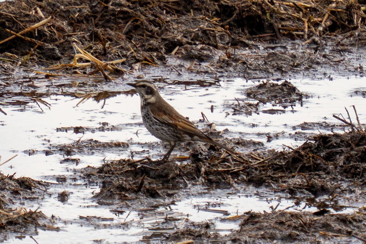 Dusky Thrush - ML644062305