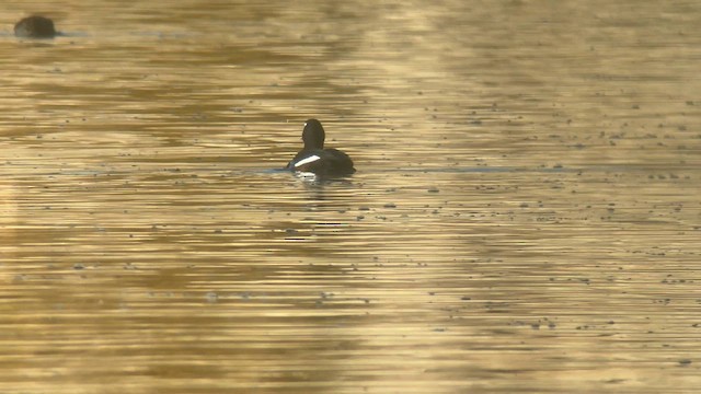 White-winged Scoter - ML644062325