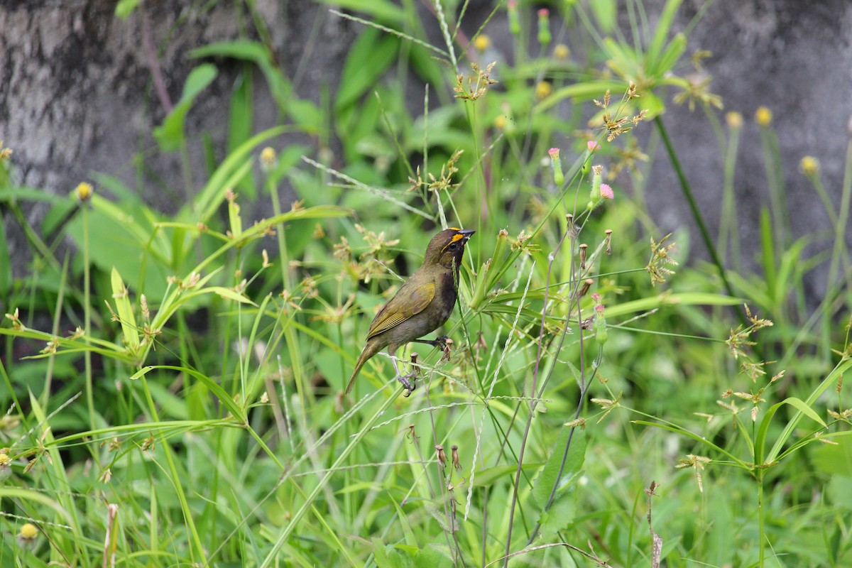 Yellow-faced Grassquit - ML644062326