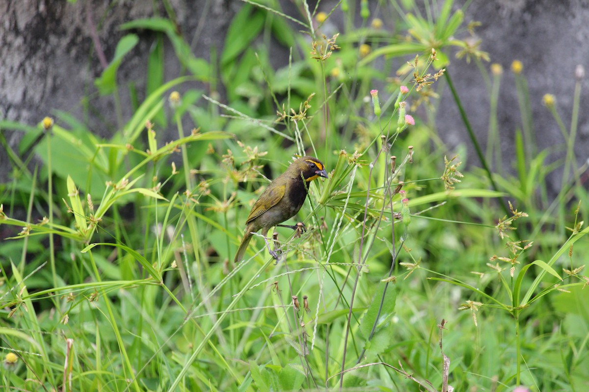 Yellow-faced Grassquit - ML644062327