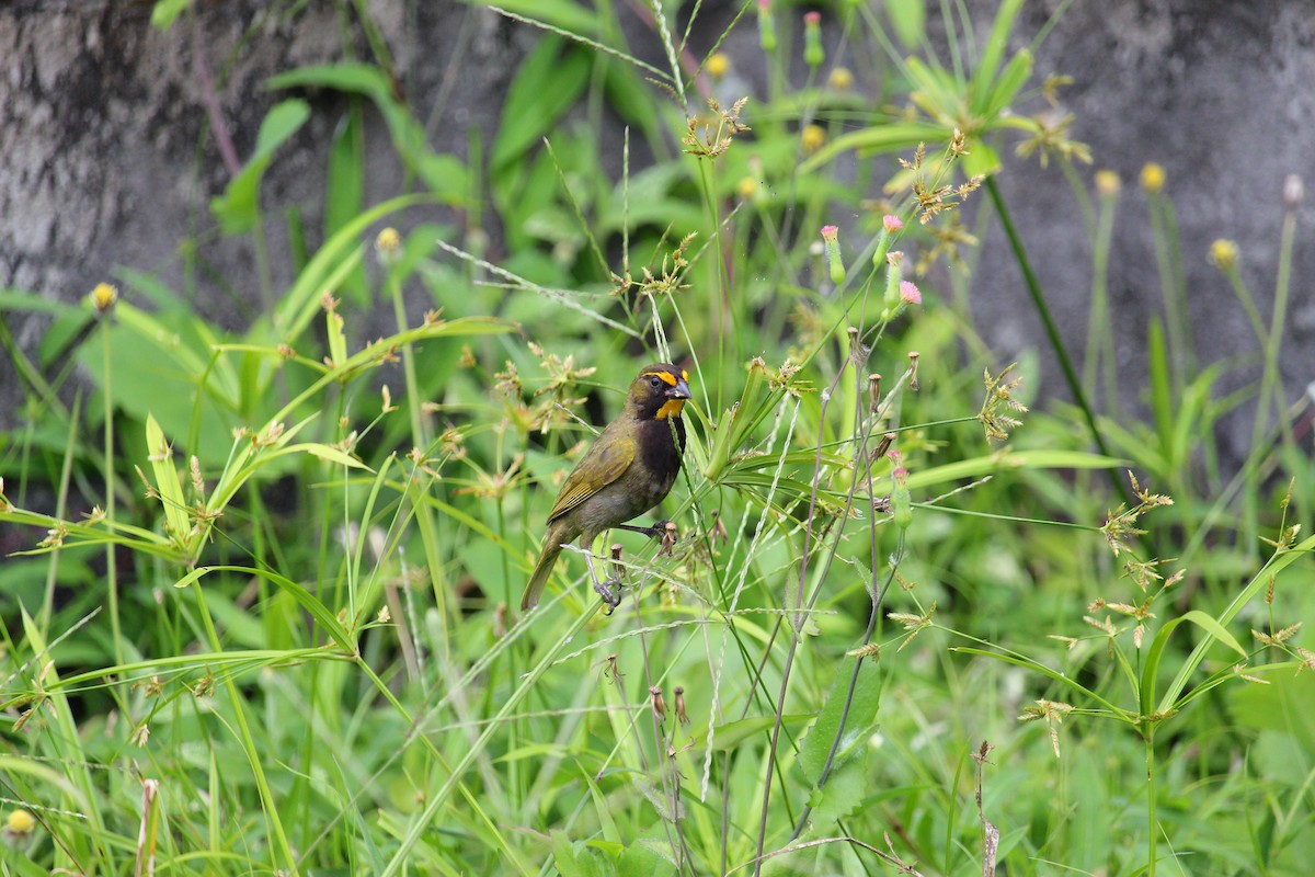 Yellow-faced Grassquit - ML644062329