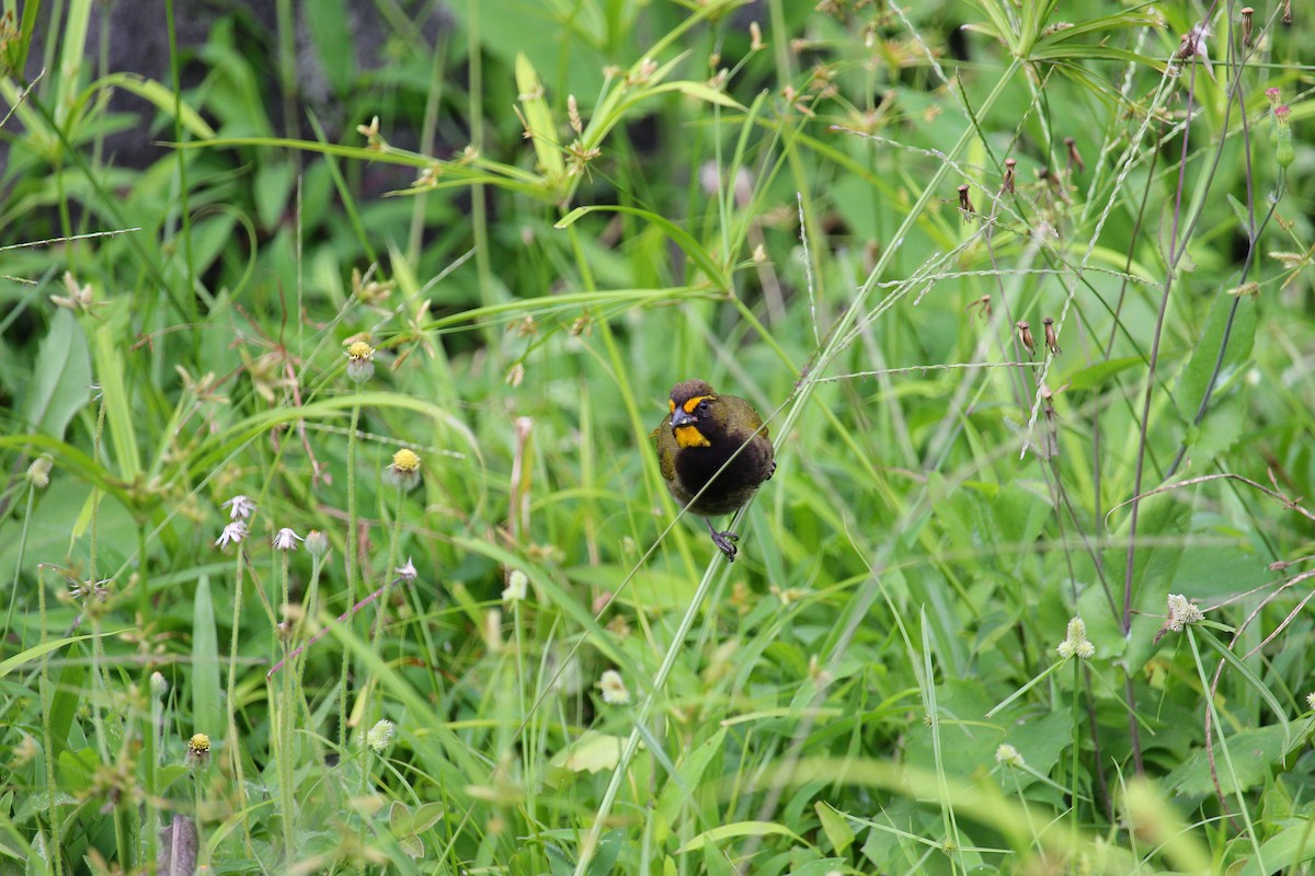 Yellow-faced Grassquit - ML644062330