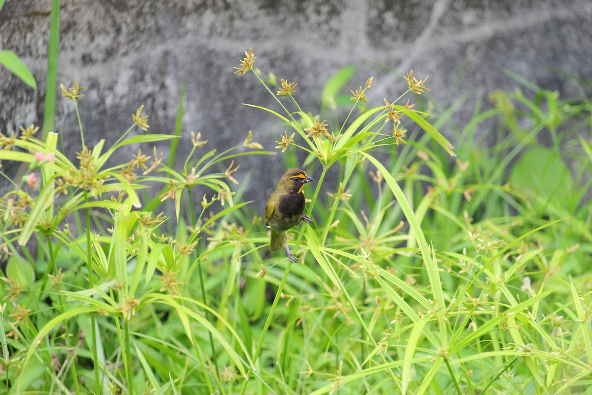Yellow-faced Grassquit - ML644062331