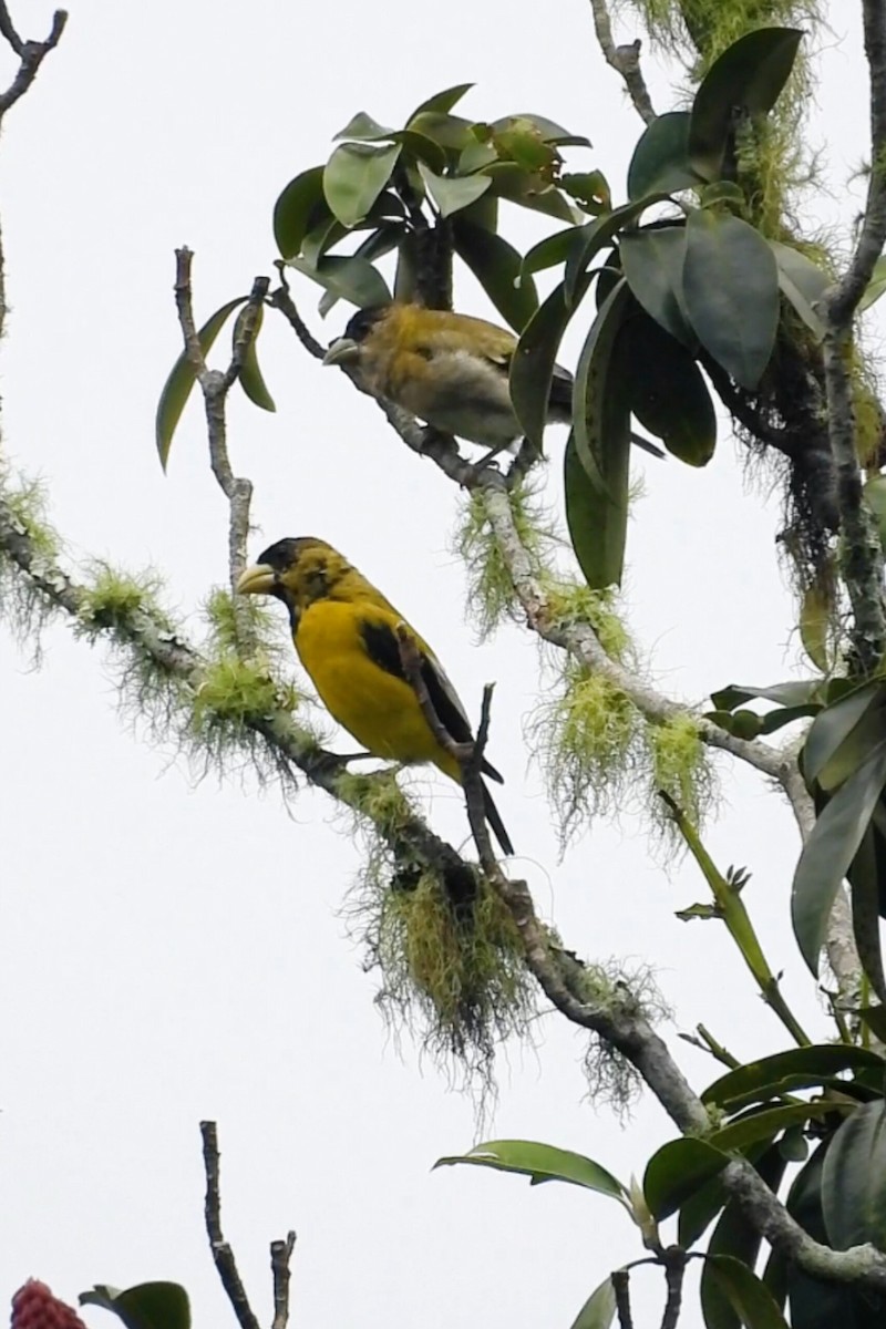 Hooded Grosbeak - ML644062334