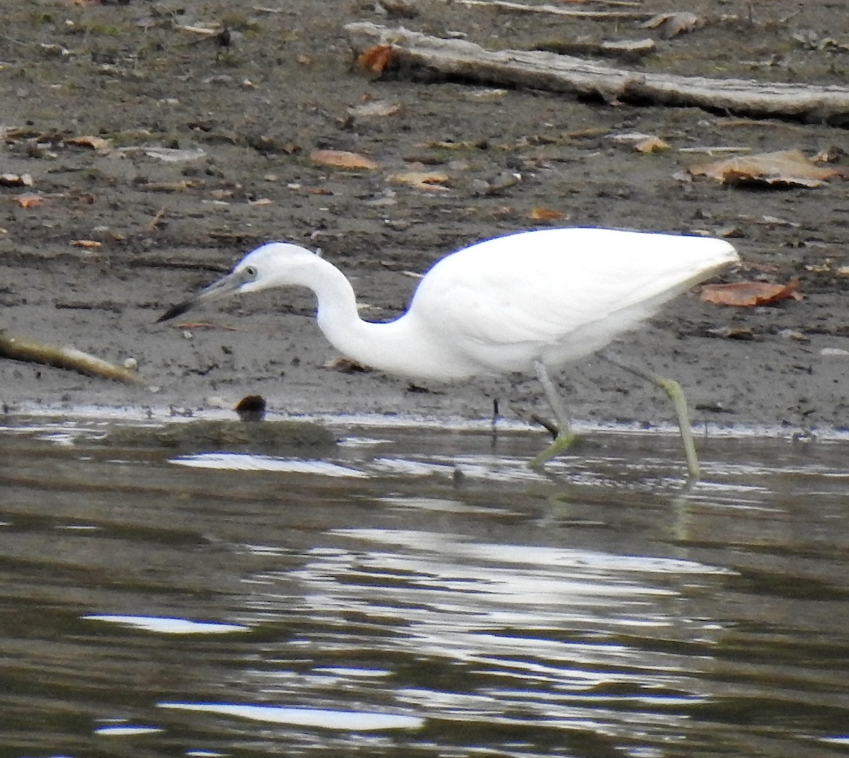 Little Blue Heron - ML644062338