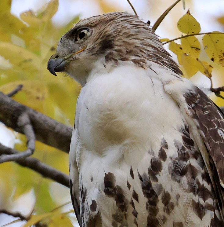 Red-tailed Hawk - ML644062339