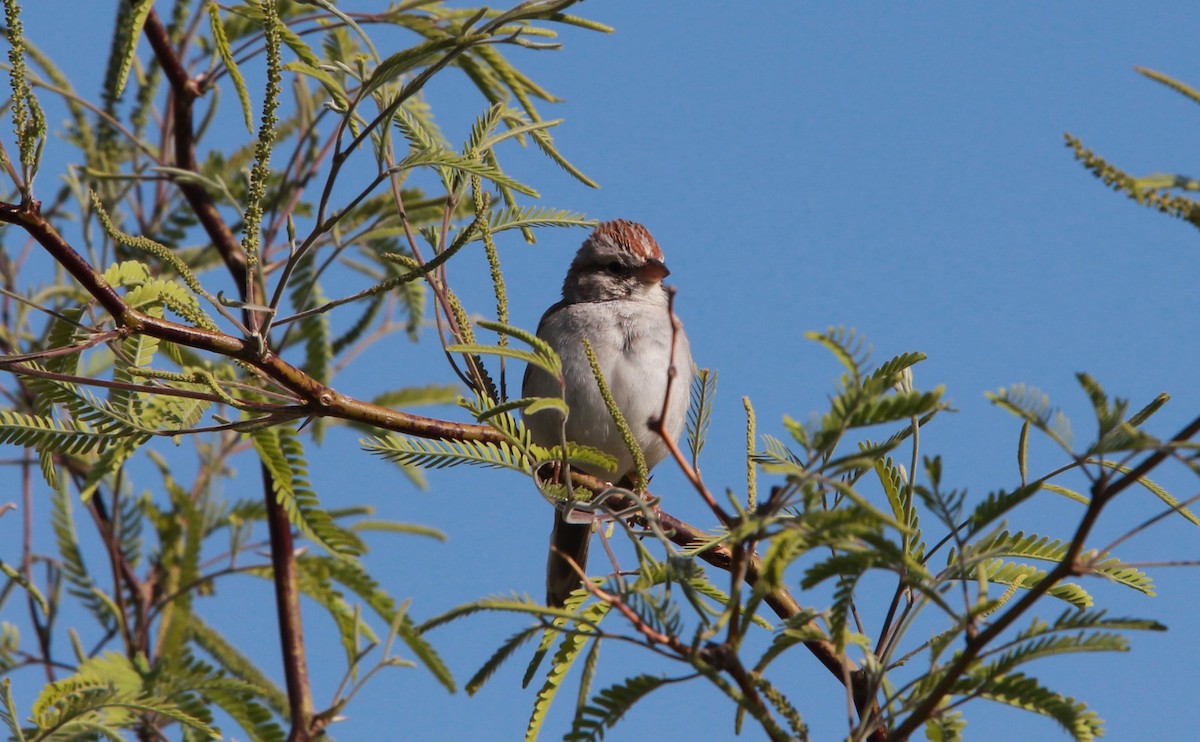 Rufous-winged Sparrow - ML644062360