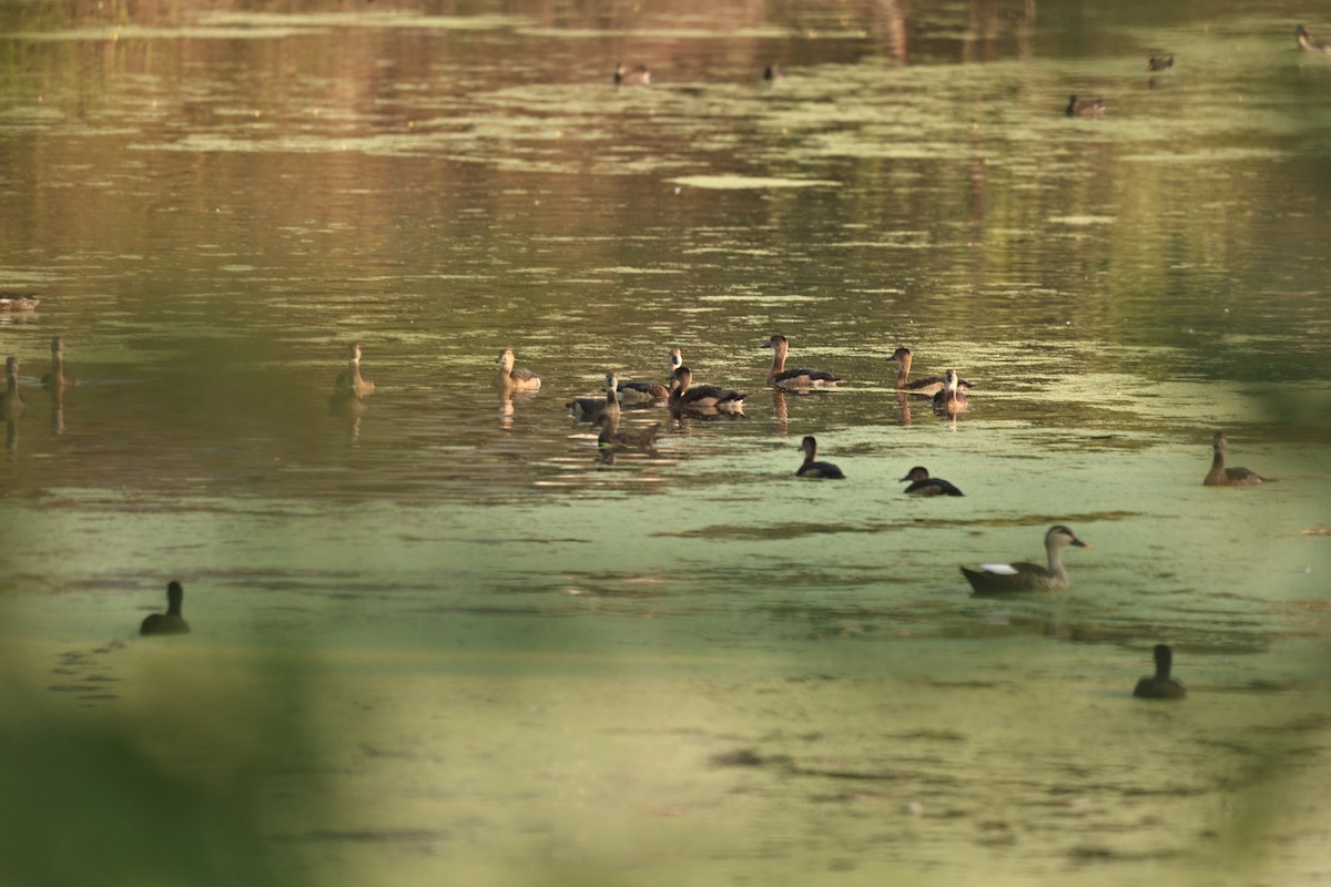 Dendrocygne siffleur - ML644062365