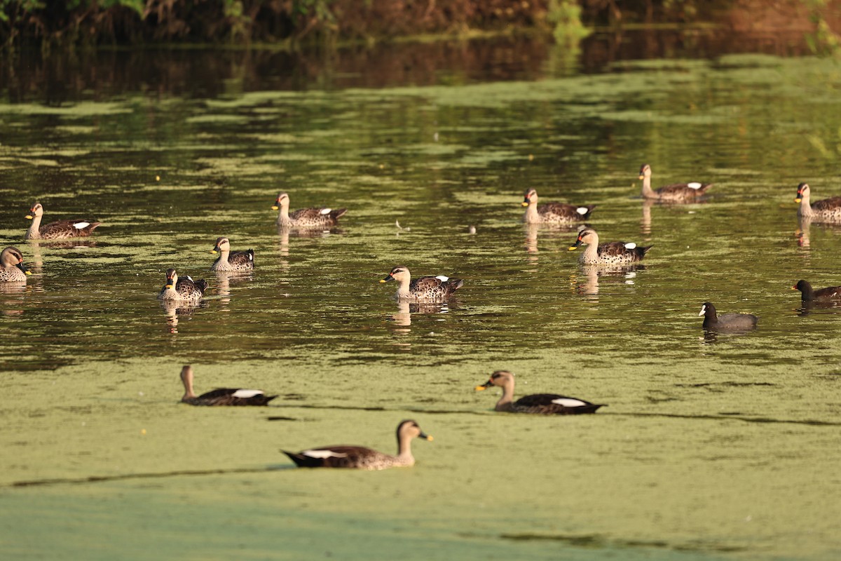 Dendrocygne siffleur - ML644062367