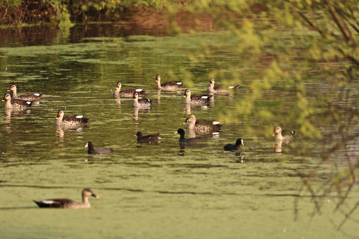 Dendrocygne siffleur - ML644062368