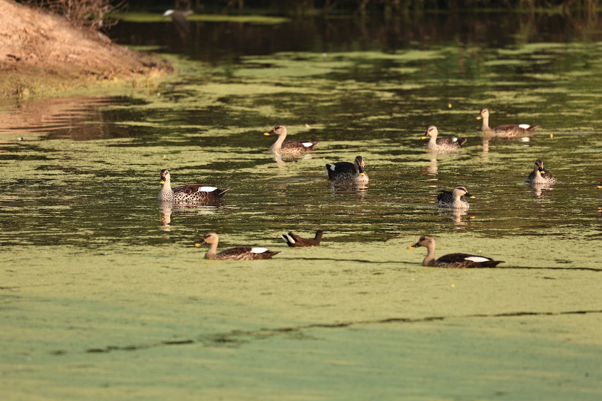 Dendrocygne siffleur - ML644062369