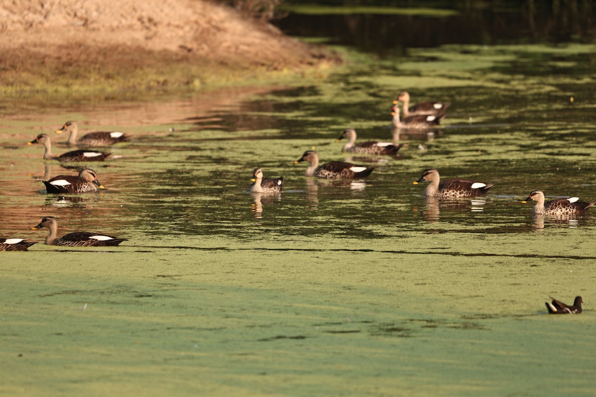 Dendrocygne siffleur - ML644062370