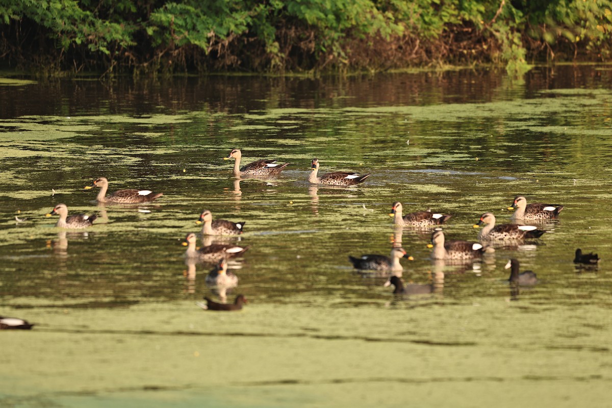 Dendrocygne siffleur - ML644062371