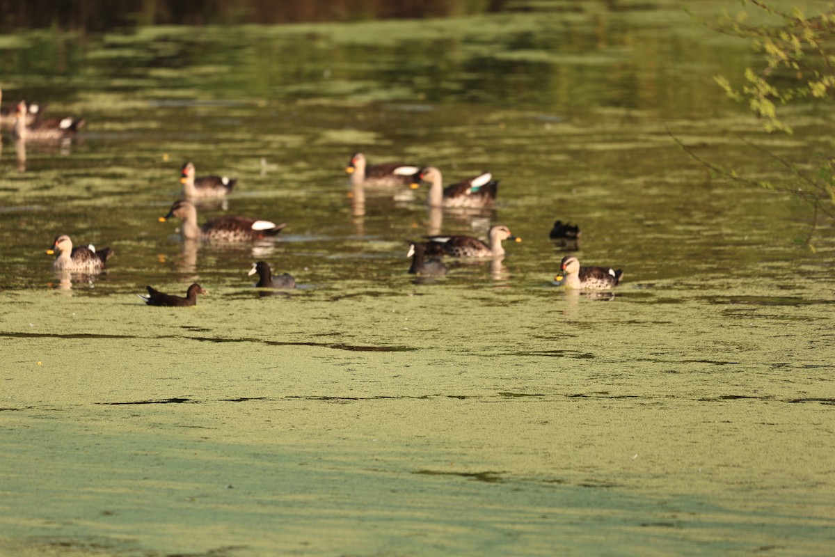 Dendrocygne siffleur - ML644062372