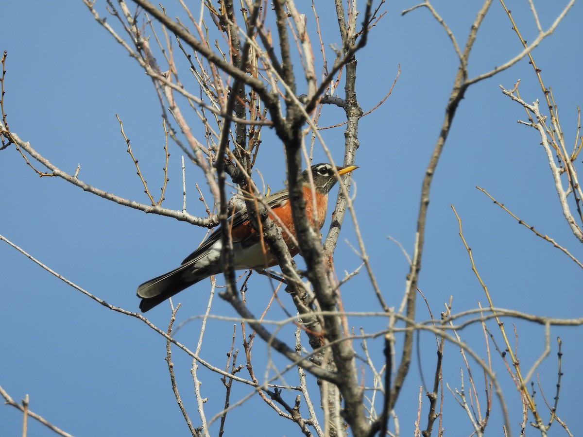 American Robin - ML644062379