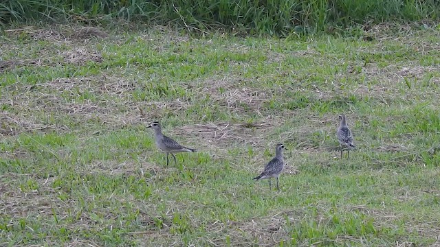 American Golden-Plover - ML644062387