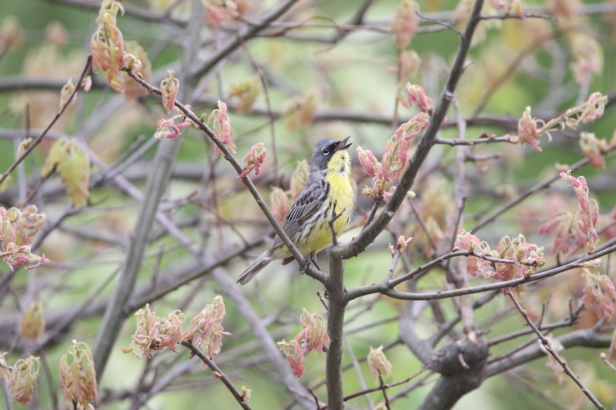 Kirtland Ötleğeni - ML644062408