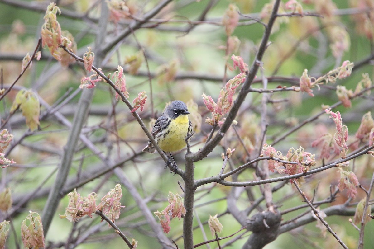 Kirtland Ötleğeni - ML644062409