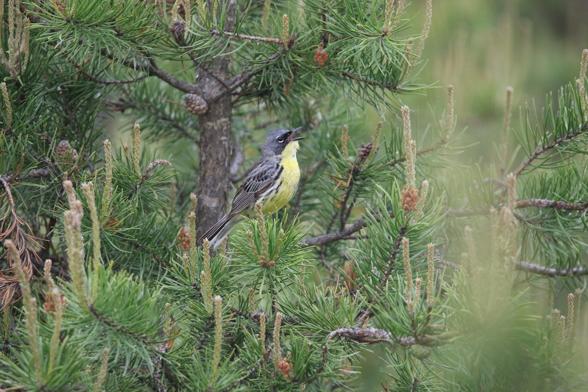 Kirtland Ötleğeni - ML644062414